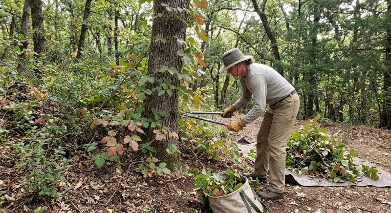 Poison Oak Removal in Honolulu, HI