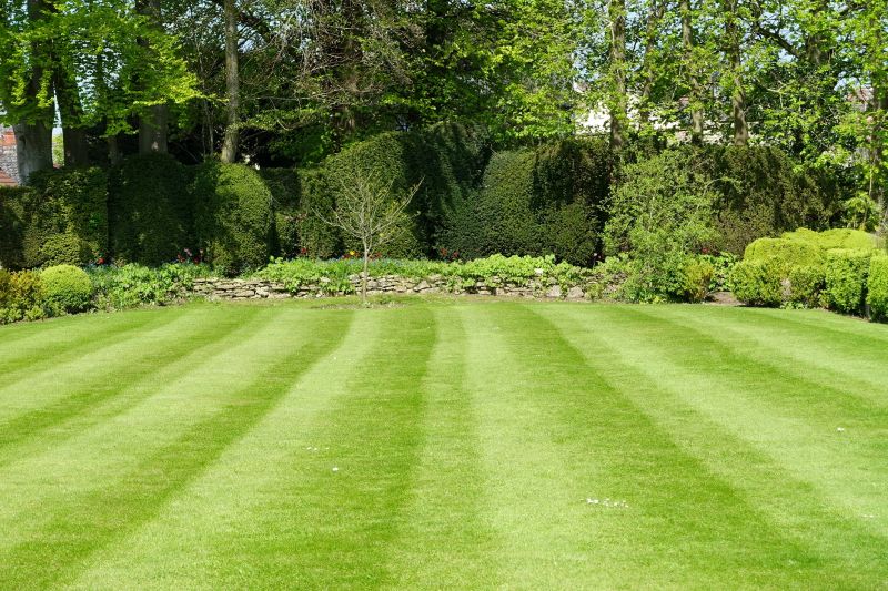 Healthy Lawn After Maintenance