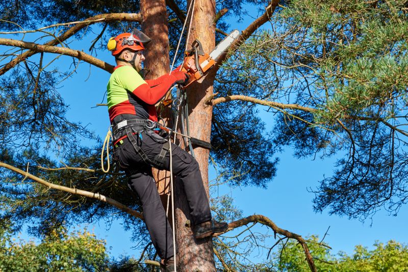 Tree Trimming Experts